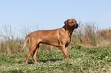 RODESIAN RIDGEBACK 011